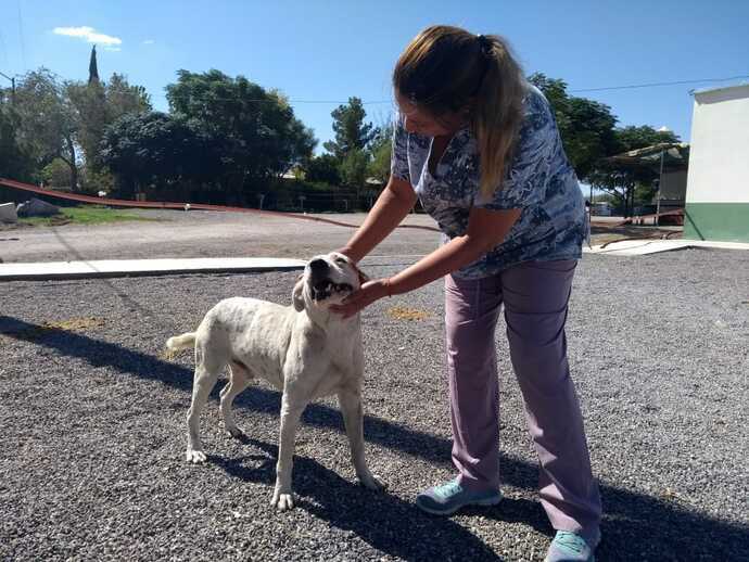 Preparan Programa Para Controlar Proliferaci N De Perros Callejeros