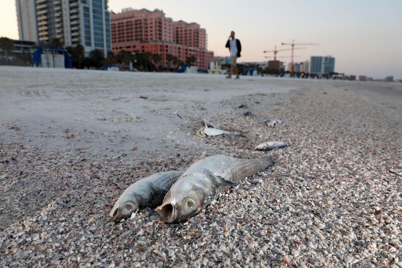 Marea Roja Causa Malestares En Costa Sureste De Florida