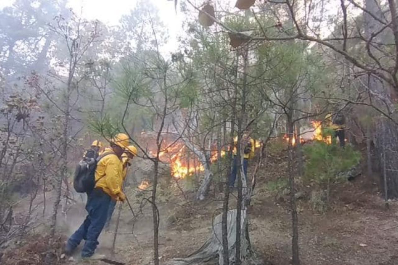 Incendios afectan 221 hectáreas de bosque en Chihuahua