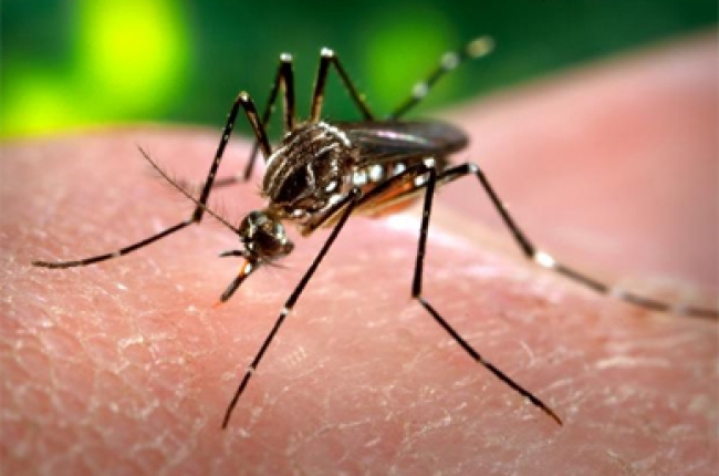 Alerta en España por llegada del mosquito transmisor de ‘la fiebre del Nilo’