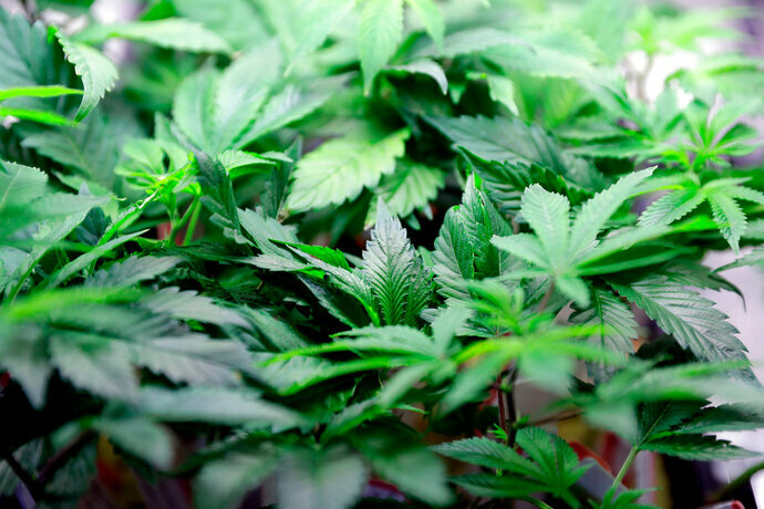 Legalizar uso lúdico de mariguana ayudaría a combatir inseguridad, dice diputada