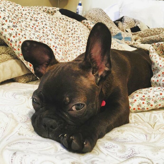 Arrendamiento de mascotas desata controversia en EU