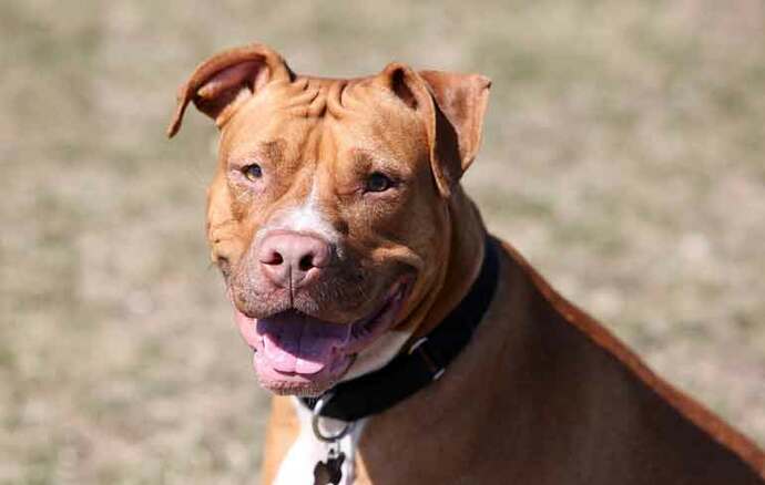 Alerta por enfermedad de perros que se transmite a humanos