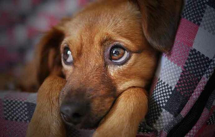 Perros de más de 15 años sufren Alzheimer