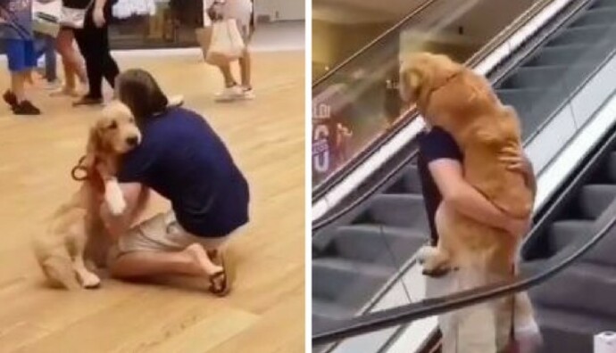 Resultado de imagen de perro cargado como bebe