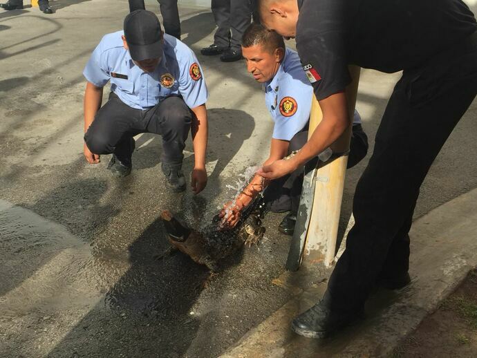 Aseguran bomberos a cocodrilo en patio de vivienda