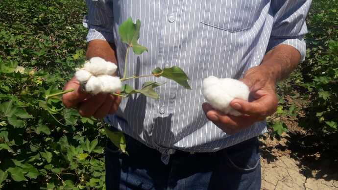 Invertirán  61 mdp para erradicar plagas del algodón