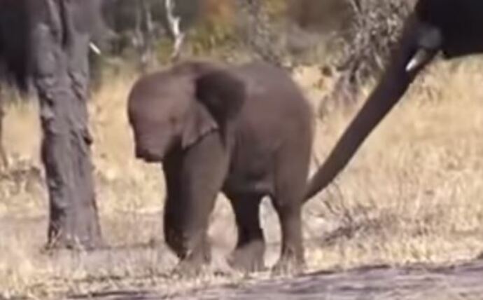 El Triste Video De Un Elefante Bebe Sin Trompa De Interes