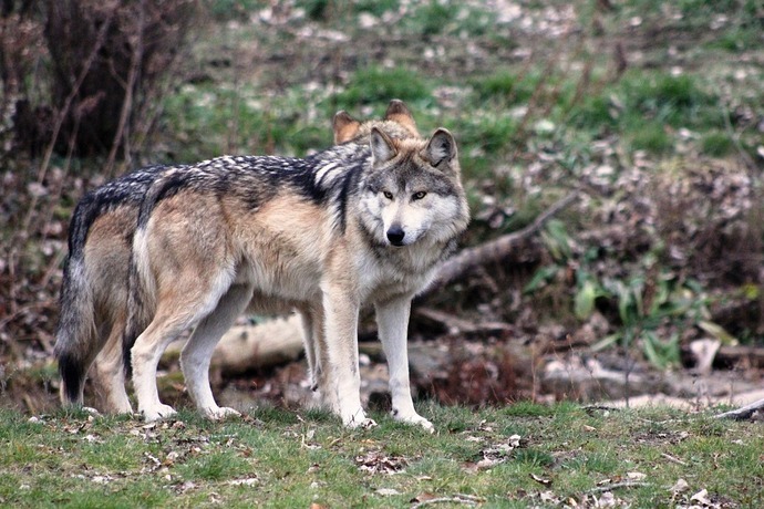 Lobo ataca a hombre en cementerio en norte de Alemania