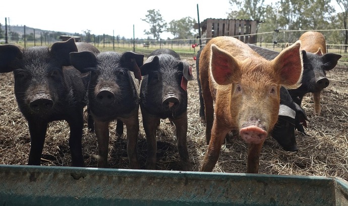 Carne de cerdo tiene propiedades benéficas para la salud