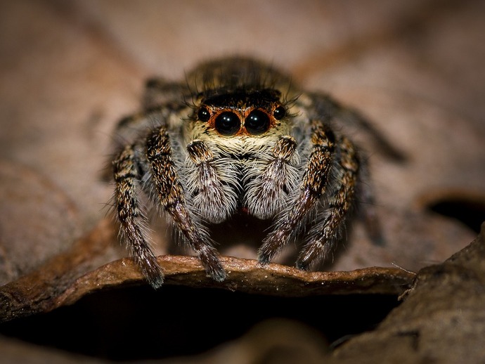 Despierta con dolor de cabeza y descubre una araña dentro de su oído
