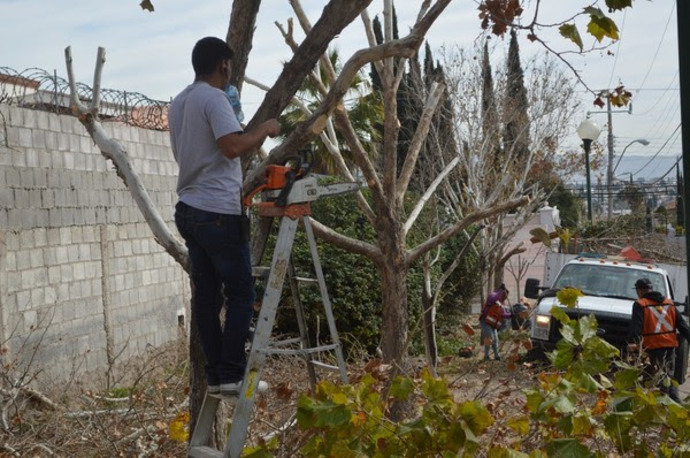 Multa por poda en verano es de hasta 5 mil pesos