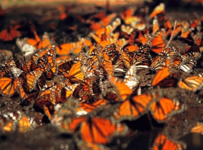 Se espera una recuperación de la mariposa monarca en México 