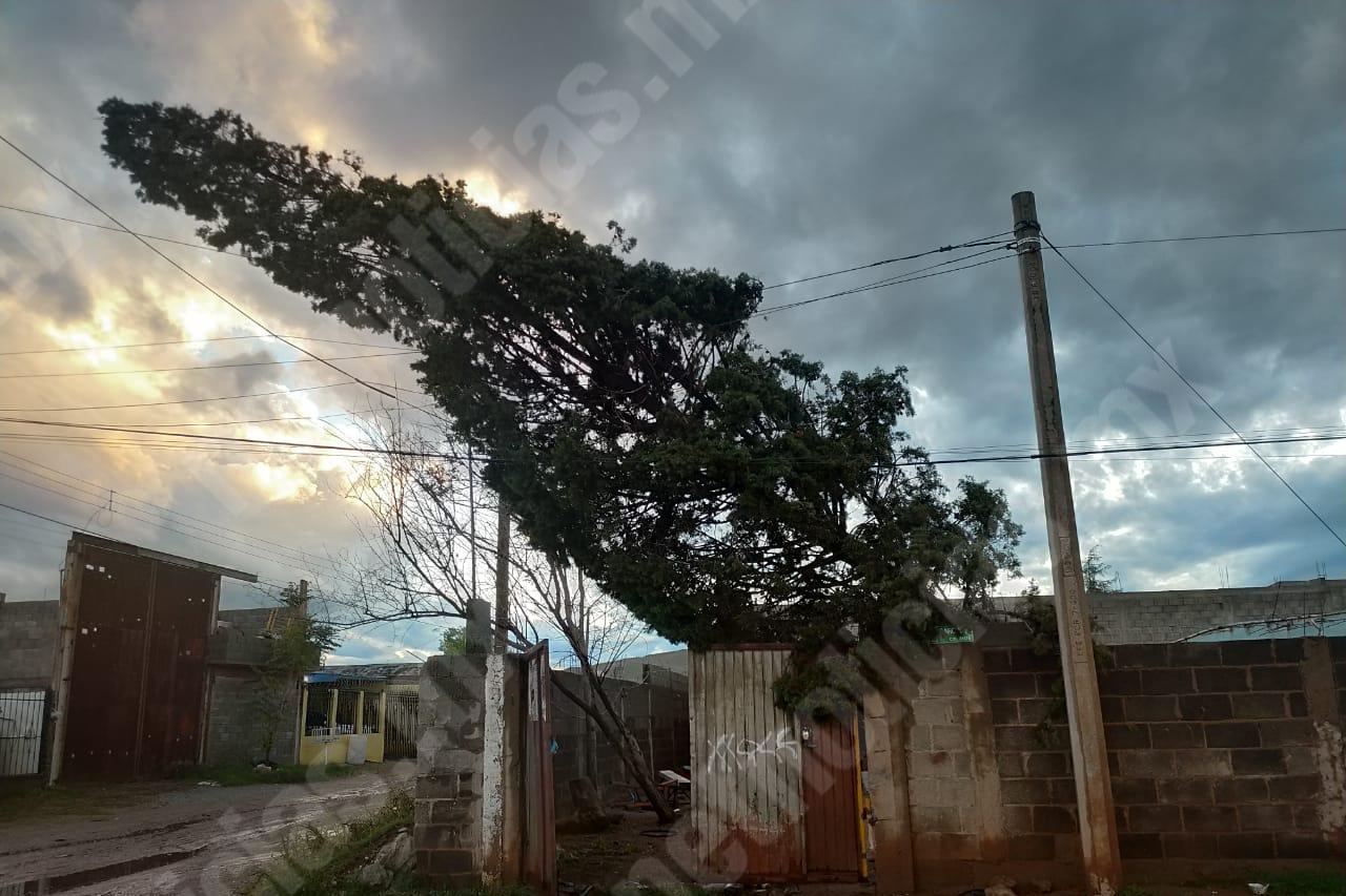 Caen dos árboles sobre cableado eléctrico en colonia Deportistas