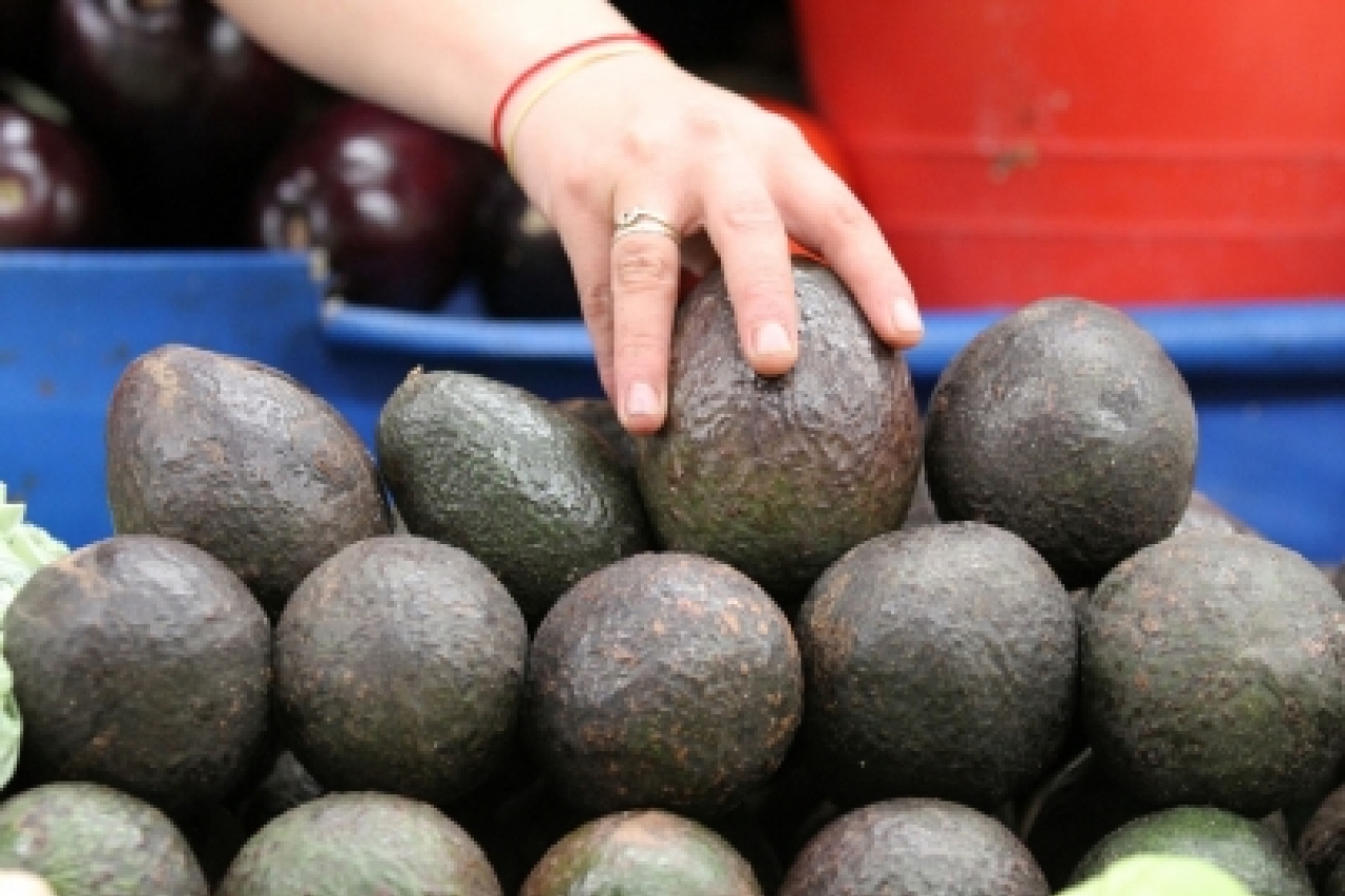 Aguacate alcanza hasta los 80 pesos por kilo en varias zonas del país