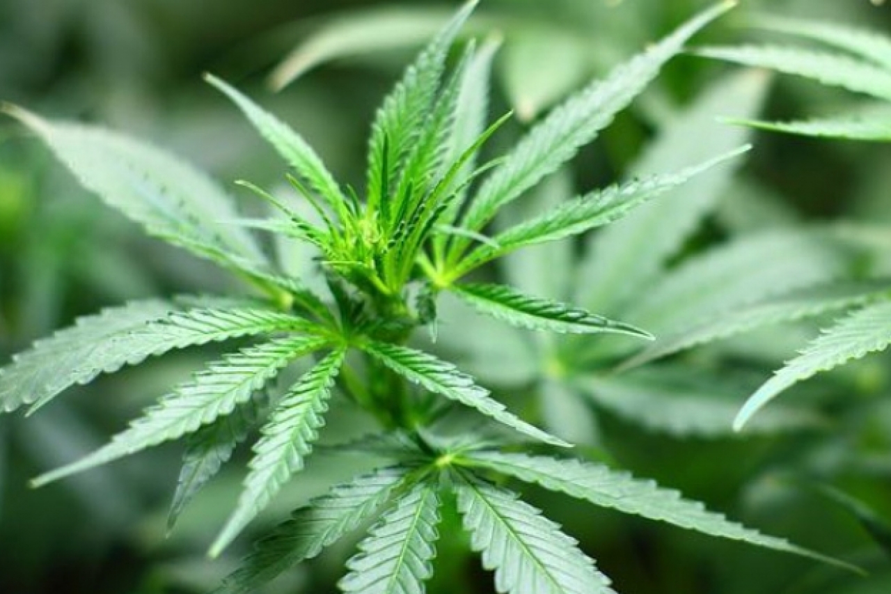 Legalización de marihuana podría darse hasta septiembre