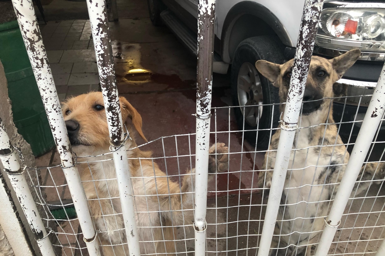 Perros, fieles guardianes de los talleres mecánicos de Juárez