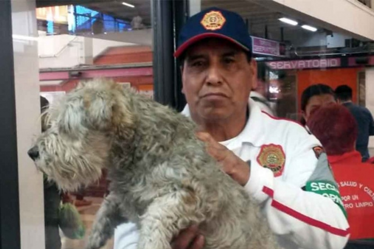 Rescatan 302 perros en el Metro