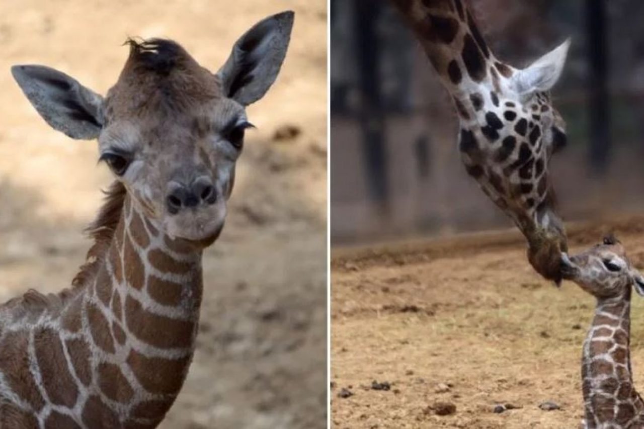Nace jirafa bebé en Zoológico de Chapultepec