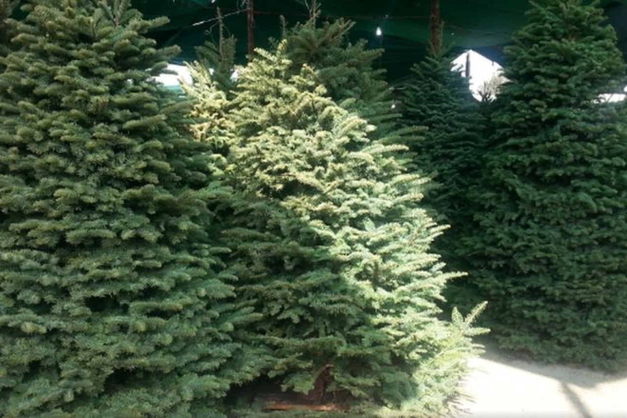 Emprenden campaña para reciclar pinos navideños naturales