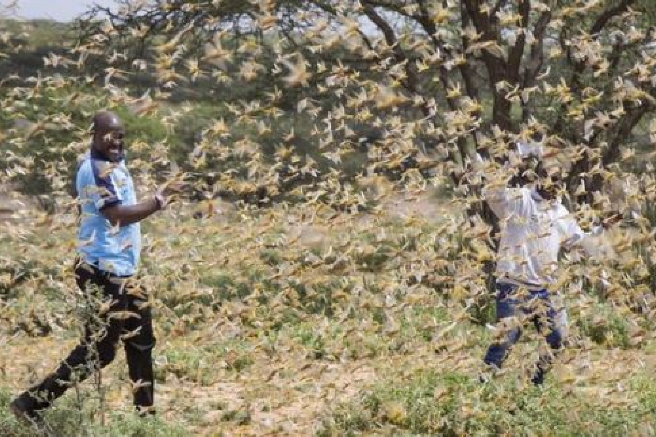 ‘Plaga bíblica’ devasta cultivos en África