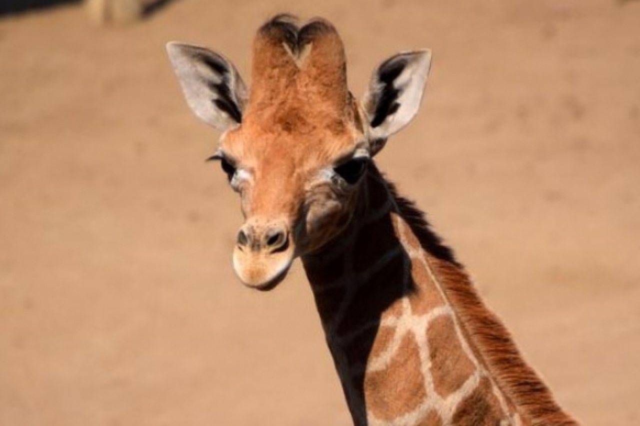 Sicarú, la nueva jirafa bebé del Zoológico de Chapultepec