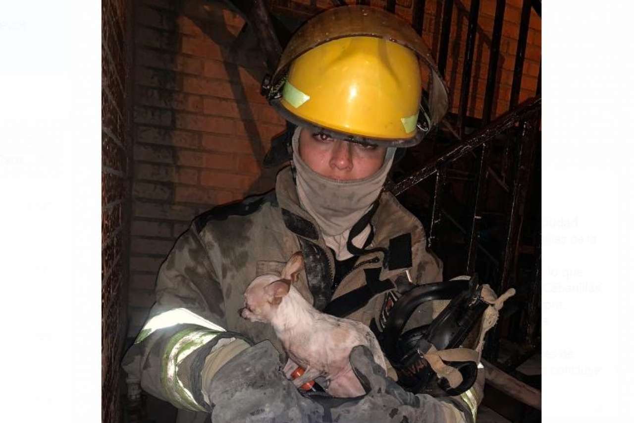 Rescatan bomberos a perro chihuahua de incendio