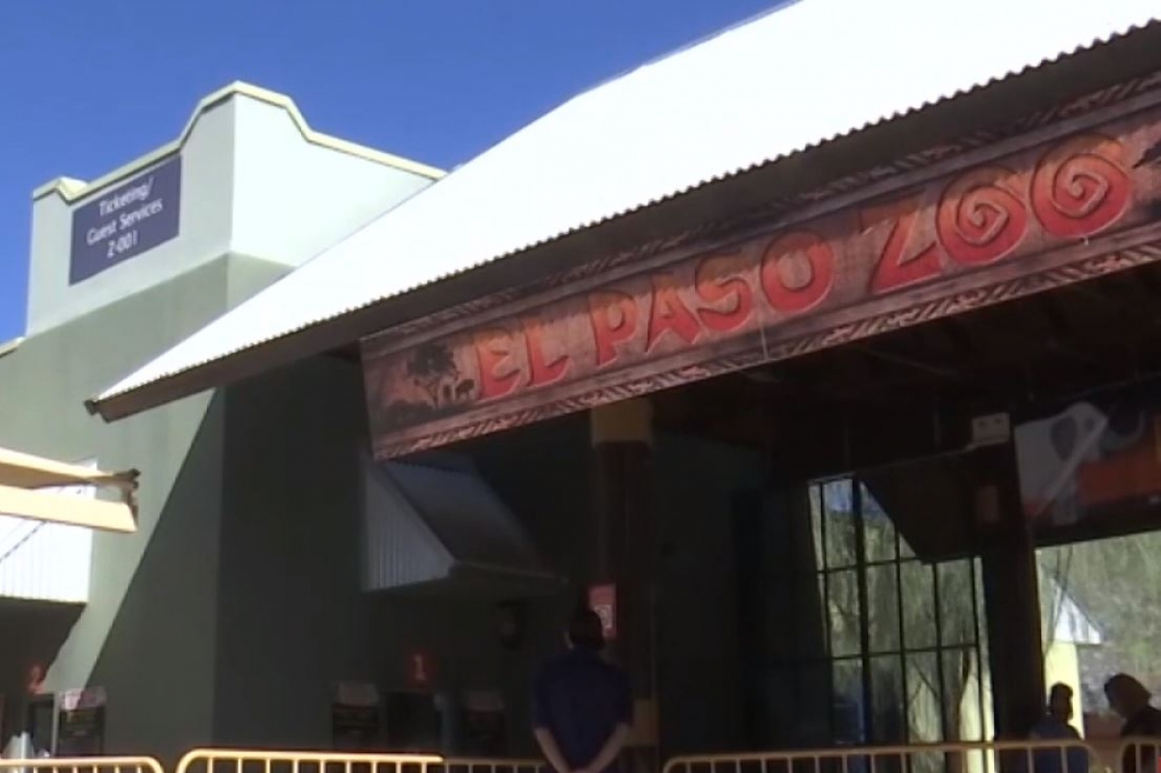 Vuelven las cucarachas de San Valentín al Zoo de El Paso