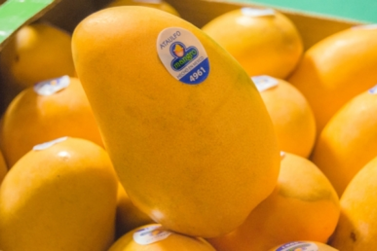 Mejoran estatus fitosanitario para producción de mango en Nayarit