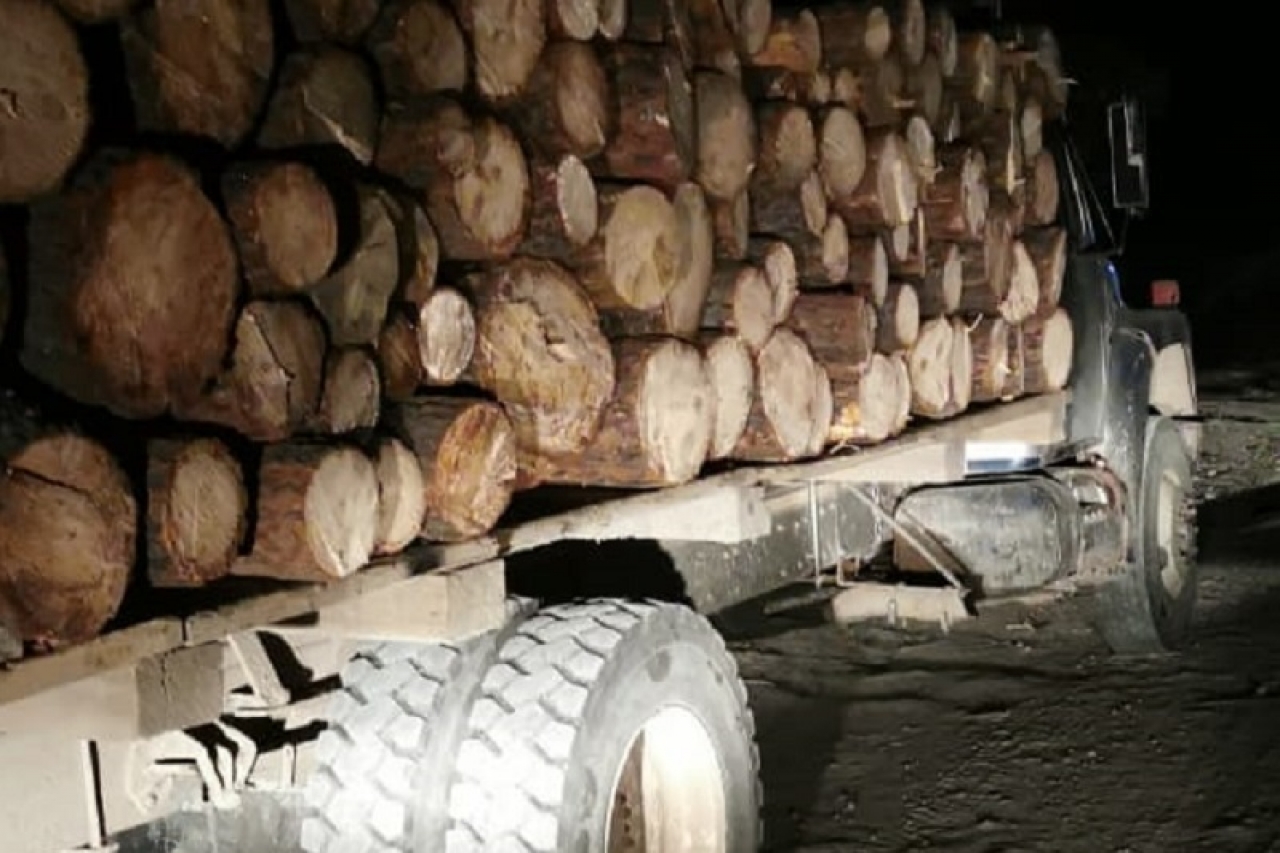 Aseguran camiones con madera de tala ilegal en San Juanito