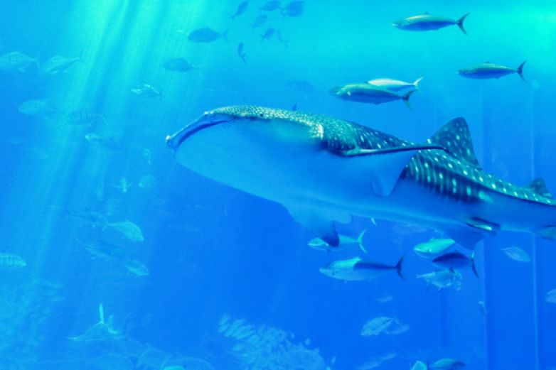 Tiburón ballena con cuerda enredada pide ayuda a pescadores