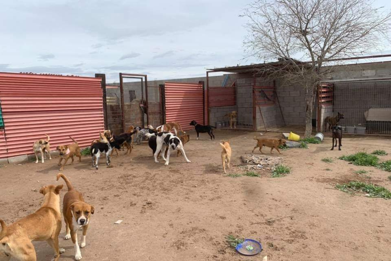 Solicitan apoyo de la comunidad; alimento y el agua escasea para los perritos