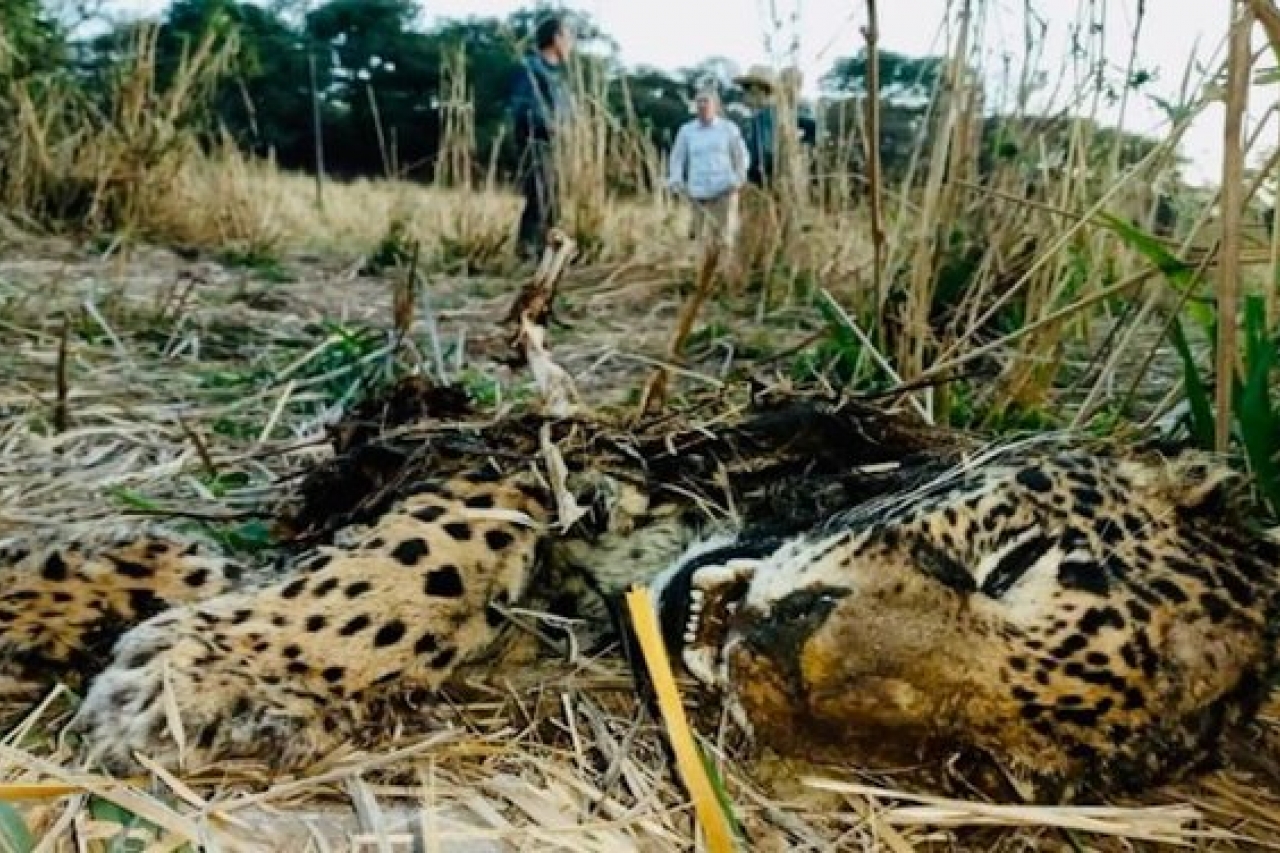 Hallan a jaguar de un año muerto a balazos en Jalisco
