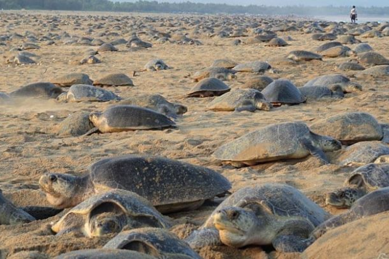 tortugas invaden playa para anidar por primera vez en muchos años