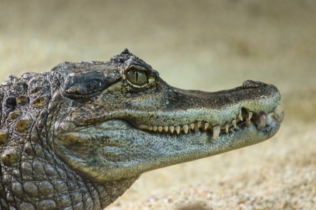 Reviven teoría de los reptilianos! Descubren huellas de cocodrilos de 2  patas