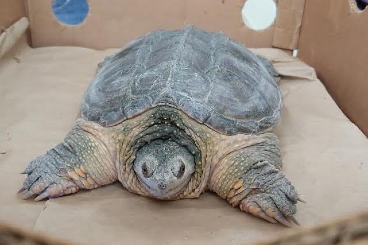 Rescatan a tortuga caimán