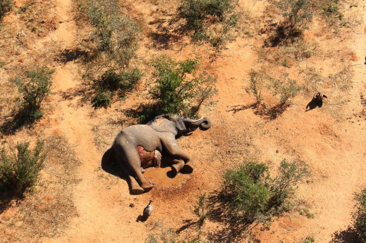 Investigan 'muertes misteriosas' de 275 elefantes