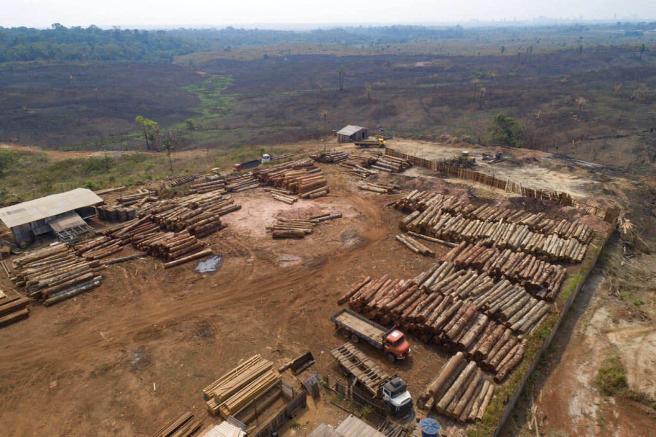 Corporaciones piden frenar tala ilegal en Amazonia