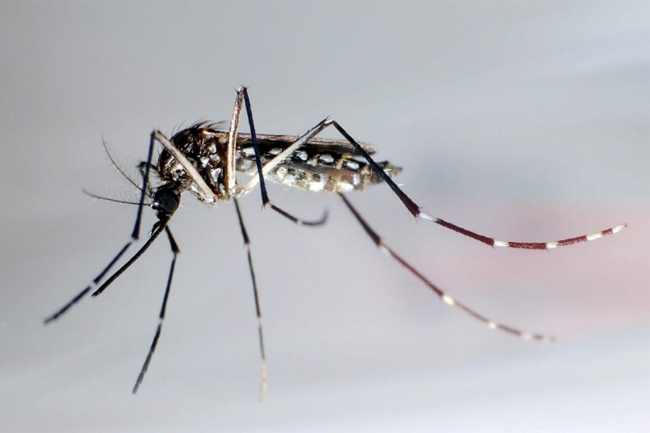 Piden tomar precauciones para prevenir brotes de dengue