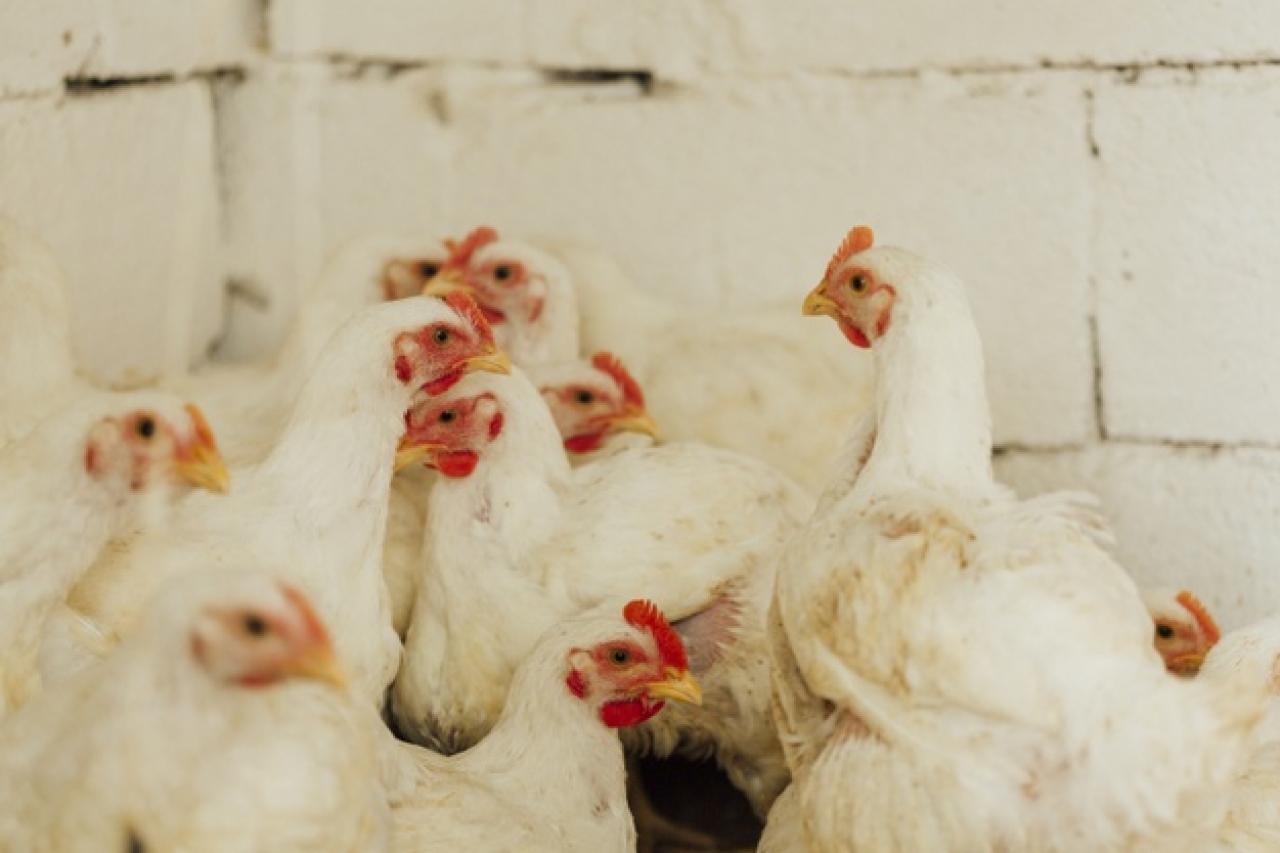 Emite EU norma para reducir salmonella en pollo