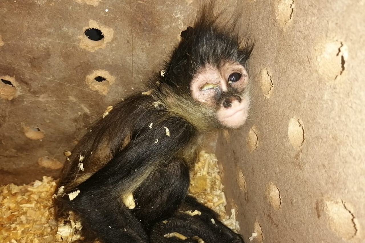 Mono araña rescatado en aeropuerto venia de Tabasco