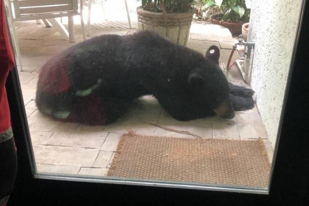 Profepa investiga captura y castración de oso en Nuevo León