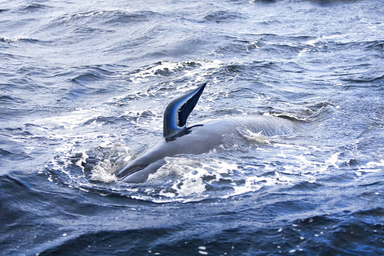 Rescatan a 88 de las ballenas varadas en Australia