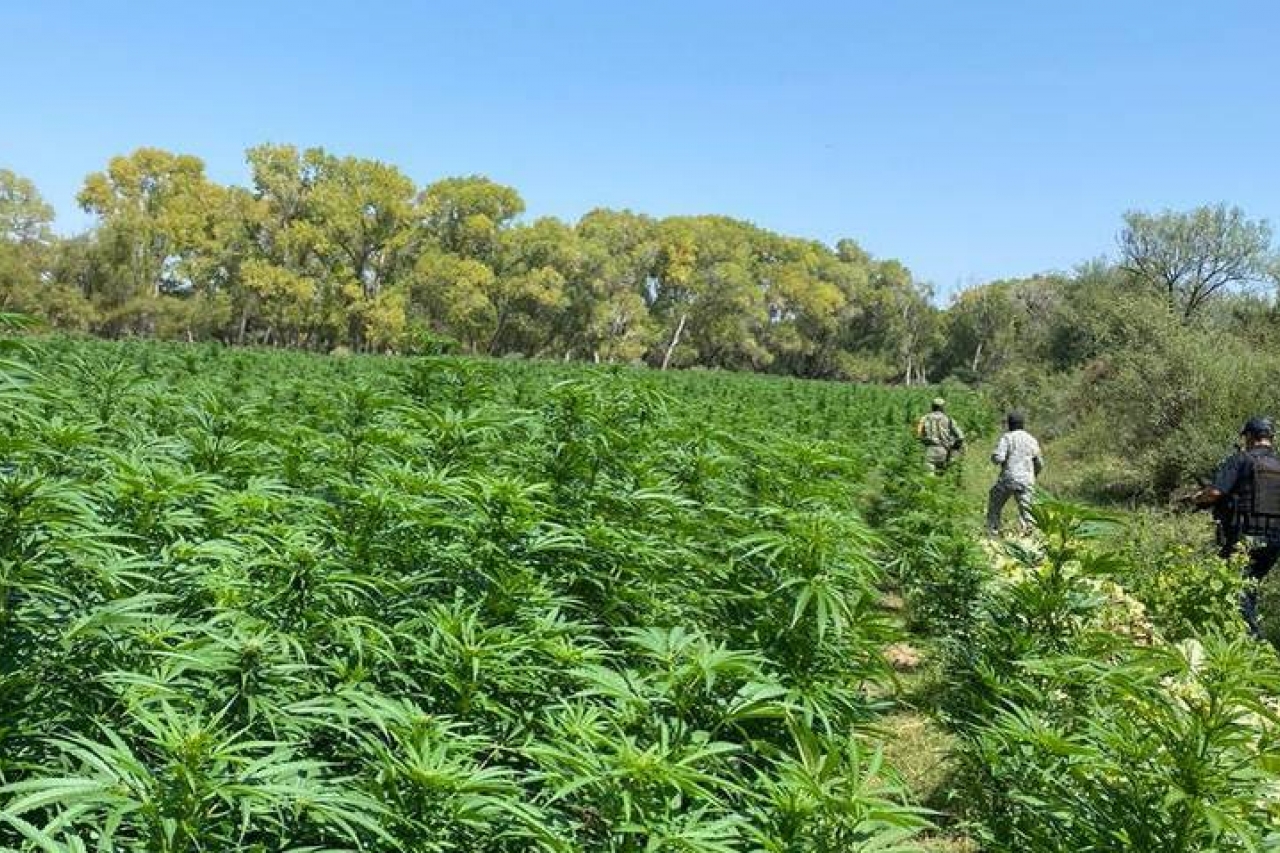 Hallan narcoplantío de 7.6 hectáreas de marihuana en Coronado