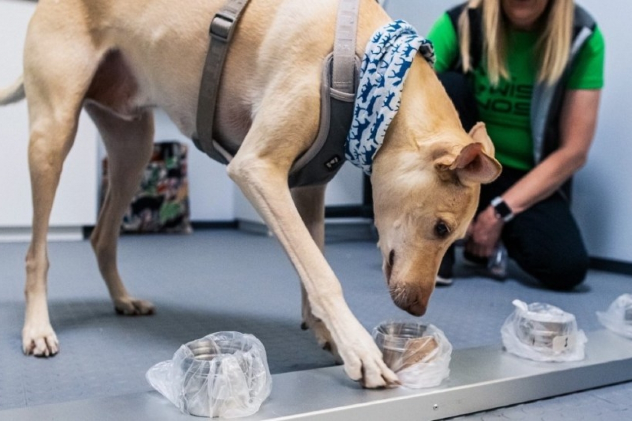 Aeropuerto en Finlandia utiliza perros para detectar a pasajeros con Covid