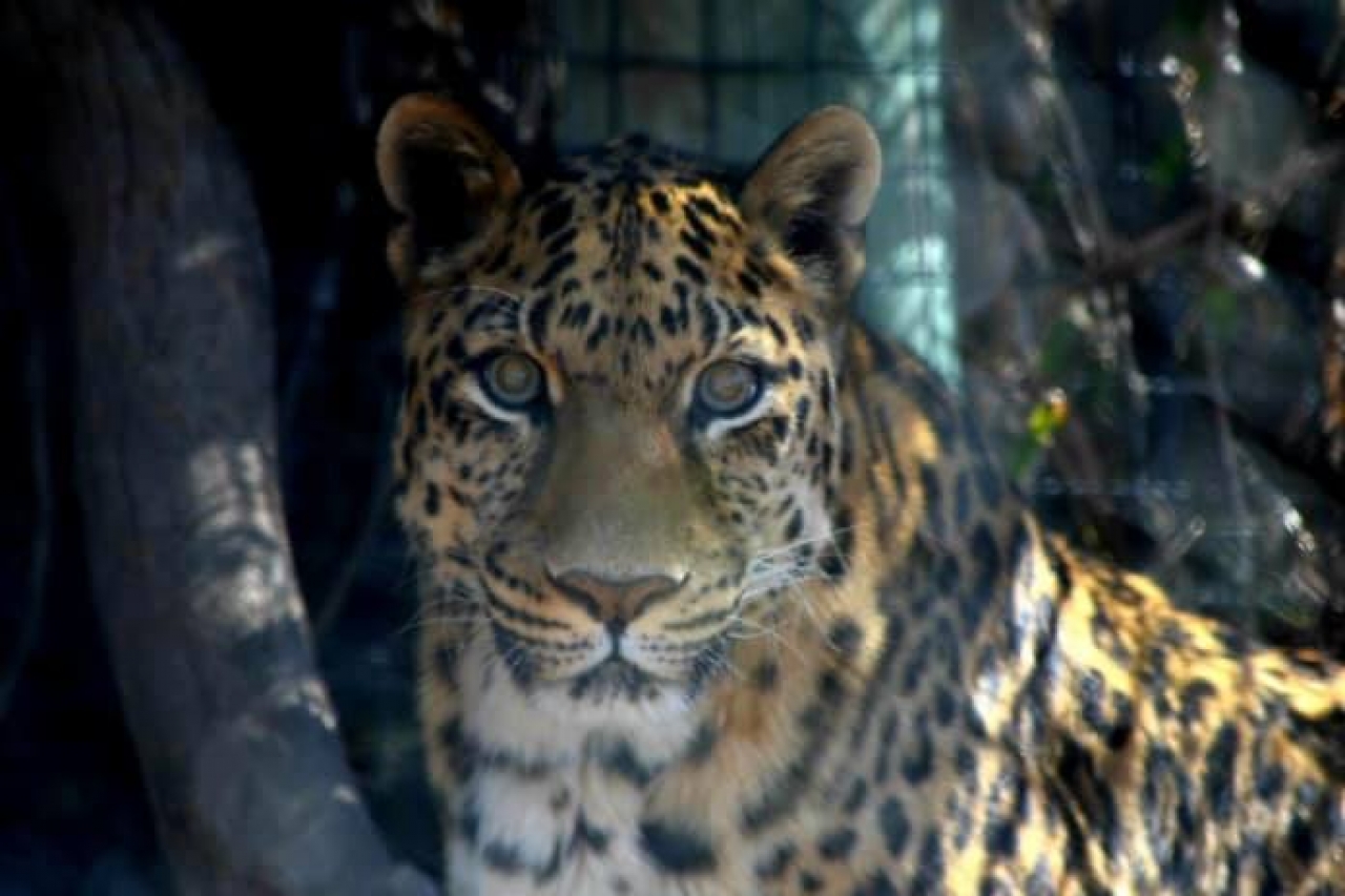 Zoo de El Paso está de luto; muere Iván, su leopardo de 21 años