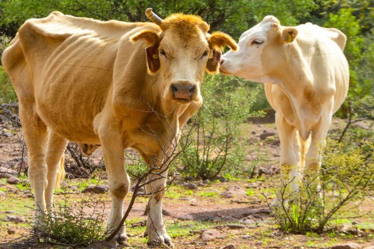 Advierten por 'año de vacas flacas' ante sequía
