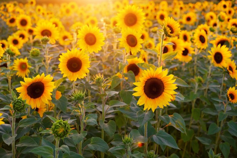 Por qué los girasoles siguen al sol?