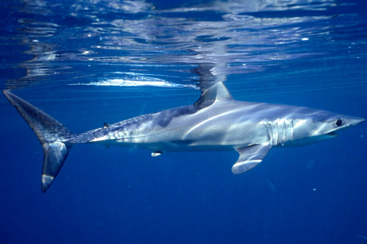 La población de tiburones cayó 70% en medio siglo, revela estudio