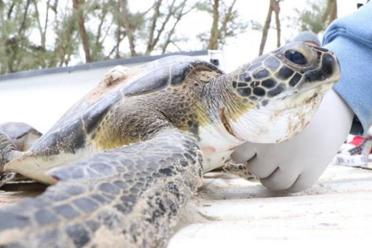 Centenares de tortugas marinas son encontradas sin vida en playas de la India